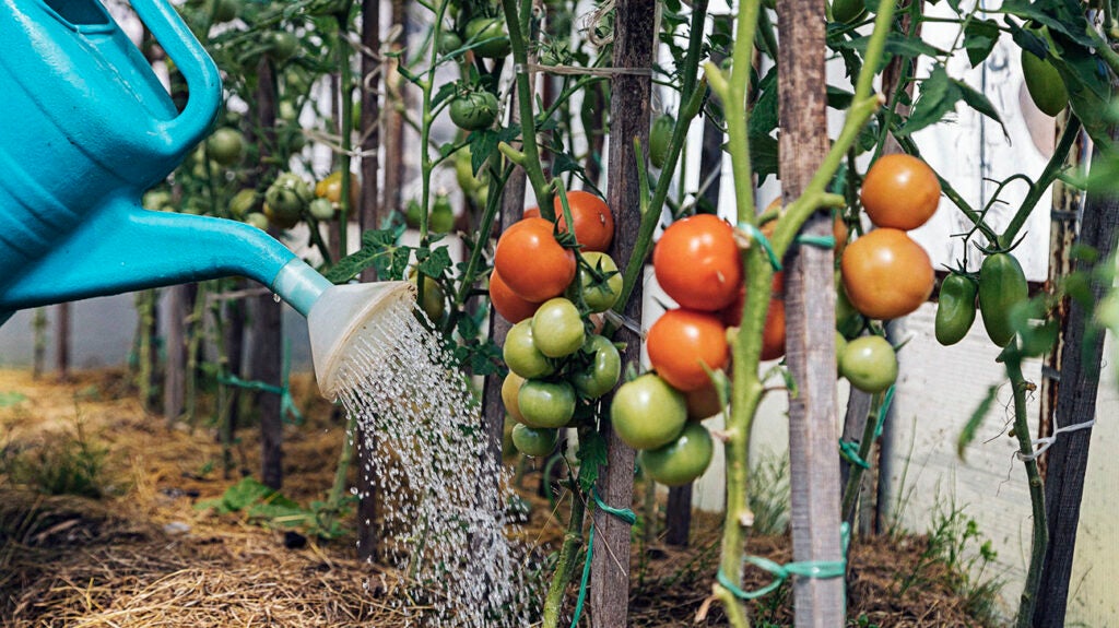 Do tomatoes make gout worse? Research and more