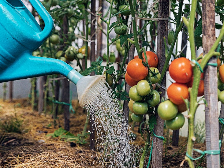 Do tomatoes make gout worse? Research and more