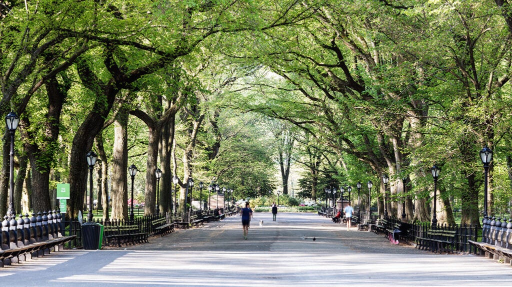 Tree pollen allergy Types, symptoms, causes, treatments