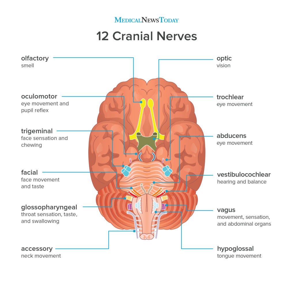 What are the 12 cranial nerves? Functions and diagram