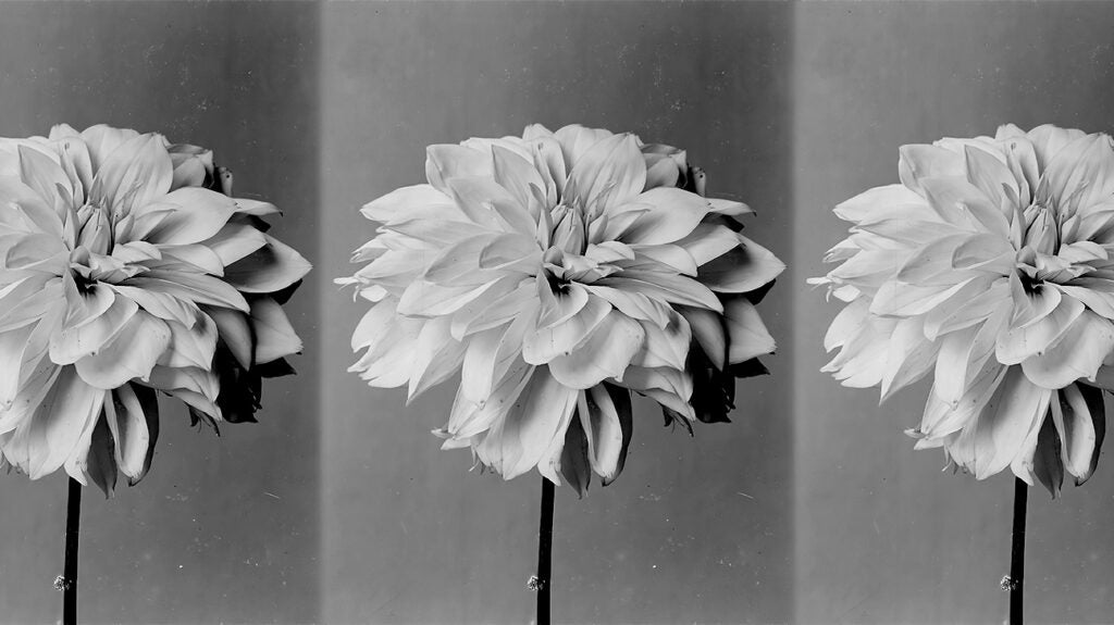 Diabetes Dahlia flower extract may help with blood sugar control