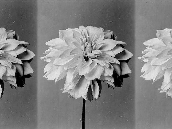 Diabetes: Dahlia flower extract may help with blood sugar control - Vimarsana News