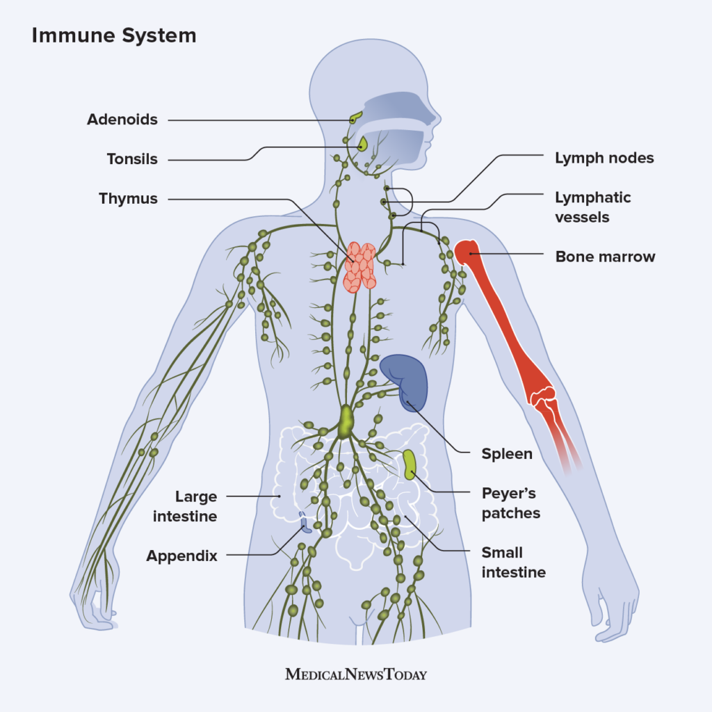 You Should be Watching: Cells at Work – The Science Of