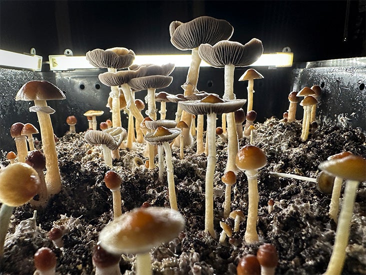 Long-Term Effects of Shrooms